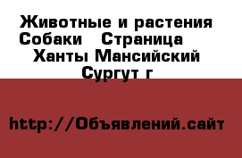 Животные и растения Собаки - Страница 10 . Ханты-Мансийский,Сургут г.